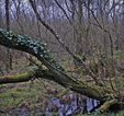 Bog Woodland at Site 8. Aghnaguig
