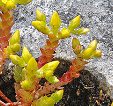 Biting Stonecrop at Site 1, Clonbur Biting Stonecrop at Site 1, Clonbur