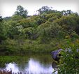 Woodland associated with limestone pavement at Site 1, Clonbur