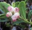 Bearberry - an evergreen shrub in open rocky scrub woodland at Site 7, Castletaylor