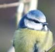 The blue tit nests in a hole in a decaying branch or tree