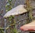 Bracket fungi on decaying birch in bog woodland