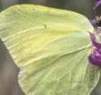The brimstone butterfly frequents woodland and scrub with buckthorn trees- its only food plant