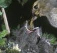 A chaffinch feeds its young - one of the most common birds of Irish woodland