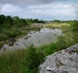Limestone pavement wetland habitat at Site 1, Clonbur Limestone pavement wetland habitat at Site 1, Clonbur