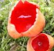 The uncommon scarlet elf cup fungi