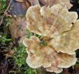 Fungi are an important component of a healthy woodland habitat