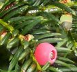 Yew woodland Yew woodland