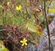 The wall lettuce grows in between rock crevices of limestone pavement