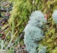 Lichens and mosses form a carpet of colour and texture within the bog woodland of Site 8, Aghnaguig