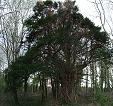 Mature yew from which cuttings taken in 2006