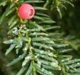 The delicate red berry of the native yew tree