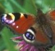 The peacock butterfly frequents the woodland edges, rides and pathways