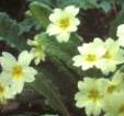 The primrose is an indicator of 'old woodland'