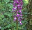 The early purple orchid adds colour to the woodland floor in spring