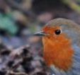 The robin looks for insects and worms on the woodland floor