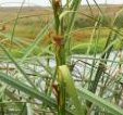 The great fen sedge or 'saw sedge' grows at the wet woodland edge at Site 1, Clonbur