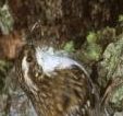 The treecreeper hides its nest behind loose bark