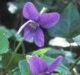 Wild violets - one the earliest woodland flowers
