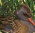 The water rail - a cousin of the much rarer corncrake is found at Site 1, Clonbur - at the edge of the woodland