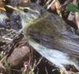 The willow warbler makes a well-hidden nest on the forest floor