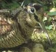 The cryptic colouring of the woodcock makes it difficult to see at the nest site